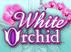 White Orchid
